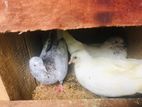 Pigeon