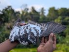 Pigeon
