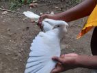 Pigeon