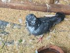 Pigeon