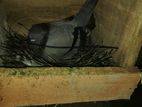 Pigeon