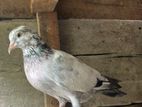 Pigeon