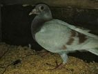 Pigeon