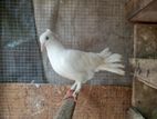 Pigeon