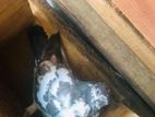 Pigeon