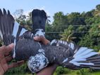 pigeon sale