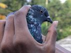 Pigeon