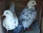 Pigeon