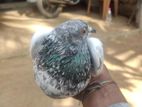 Pigeons