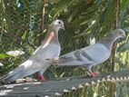 pigeon sales