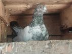 Pigeon