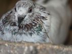 Pigeon