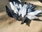 Pigeons