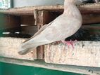 pigeon samar