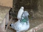 Pigeons