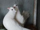 Pigeon (Australian boot)