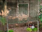 Pigeon Cage
