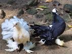 Pigeons