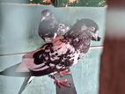 pigeons