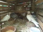 Pigeons