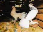 Pigeons