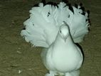 Pigeons