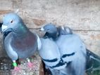 Pigeons
