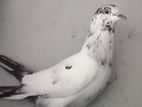 Pigeons