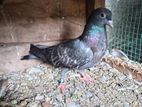 Pigeons