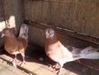 Pigeons