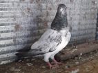 Pigeons