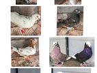 Pigeons