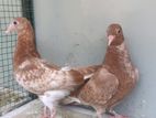 Pigeons