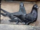 Pigeons