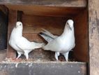 Pigeons