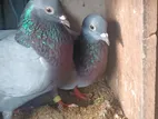 Pigeons