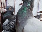 Pigeons