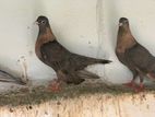 Pigeons