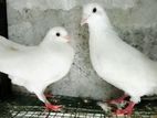 Pigeons