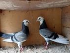 Pigeons