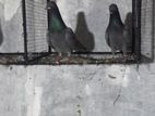 Pigeons