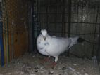 Pigeons