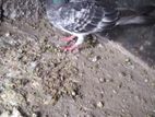 Pigeons