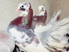 Pigeons