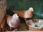 Pigeons