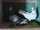 Pigeons