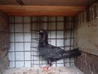 Pigeons