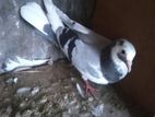 Pigeons