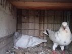 Pigeons
