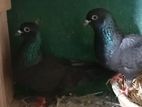 Pigeons